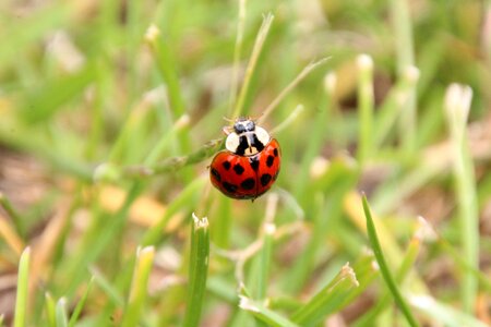 Grass red beetle photo