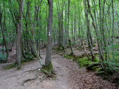 Bank of Rurtalsperre from Eschauel to dam 08