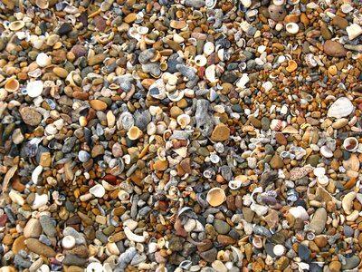 Shore coastal seashell