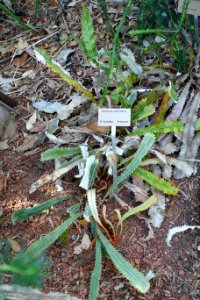 Banksia petiolaris - Bergianska trädgården - Stockholm, Sweden - DSC00347