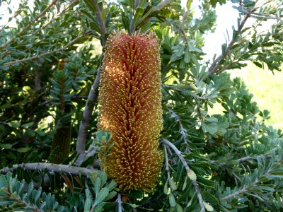 Banksia praemorsa 3