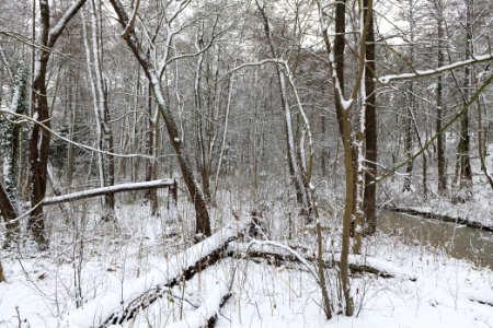 Bank of Wannsee at Düppeler Forst with snow 2021-01-30 24