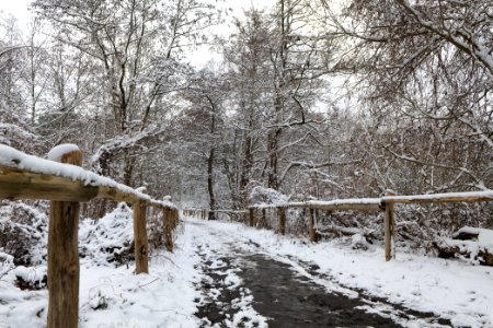 Bank of Wannsee at Düppeler Forst with snow 2021-01-30 20