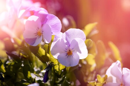 Plant flower plants violaceae