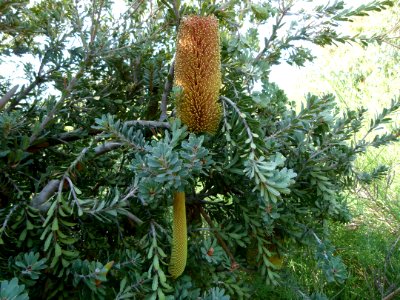 Banksia praemorsa 2