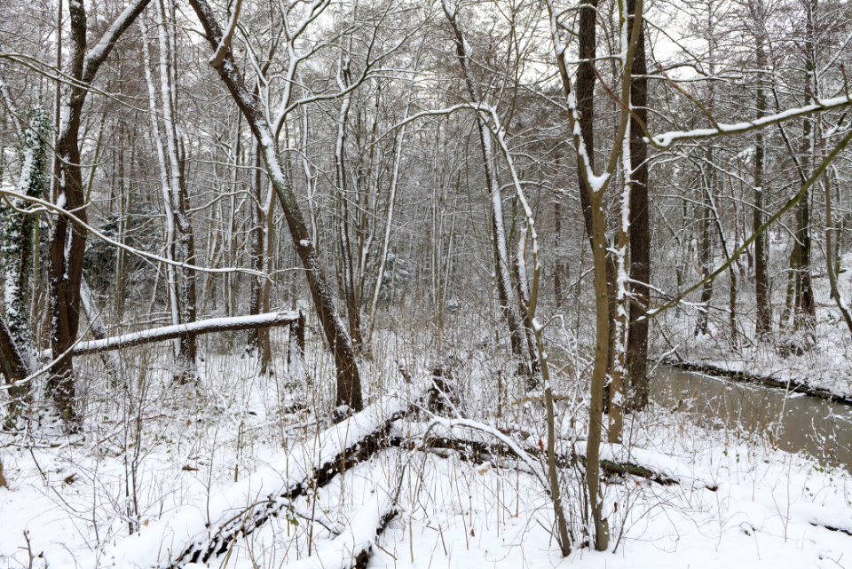 Bank of Wannsee at Düppeler Forst with snow 2021-01-30 25