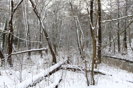 Bank of Wannsee at Düppeler Forst with snow 2021-01-30 25