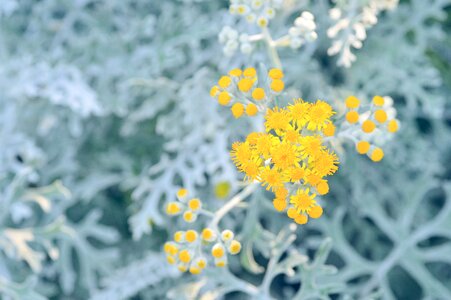 Sirota on the link leaf flowers