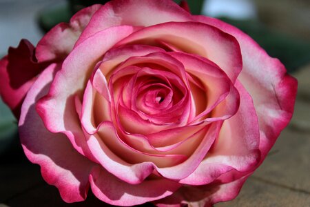 Bloom flower rose bloom