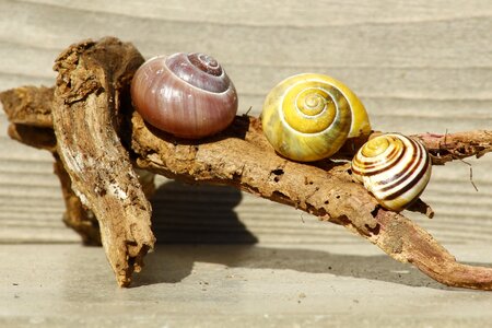 Nature slowly snail shells