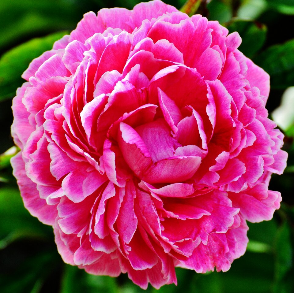 Blossom bloom nature