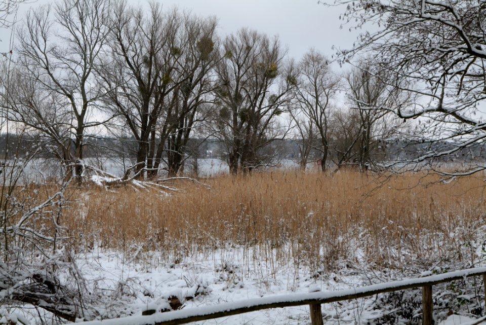 Bank of Wannsee at Düppeler Forst with snow 2021-01-30 05