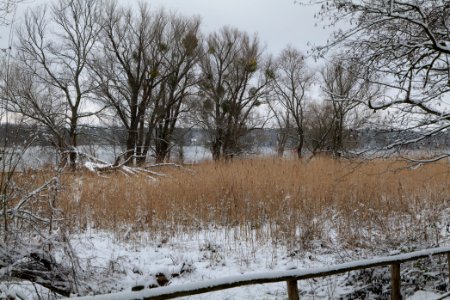 Bank of Wannsee at Düppeler Forst with snow 2021-01-30 05