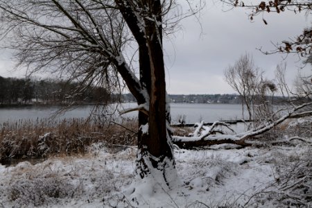 Bank of Wannsee at Düppeler Forst with snow 2021-01-30 04