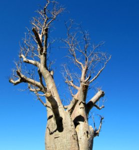Baobabs jumeaux photo