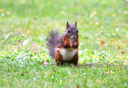 Cute nature cheeky