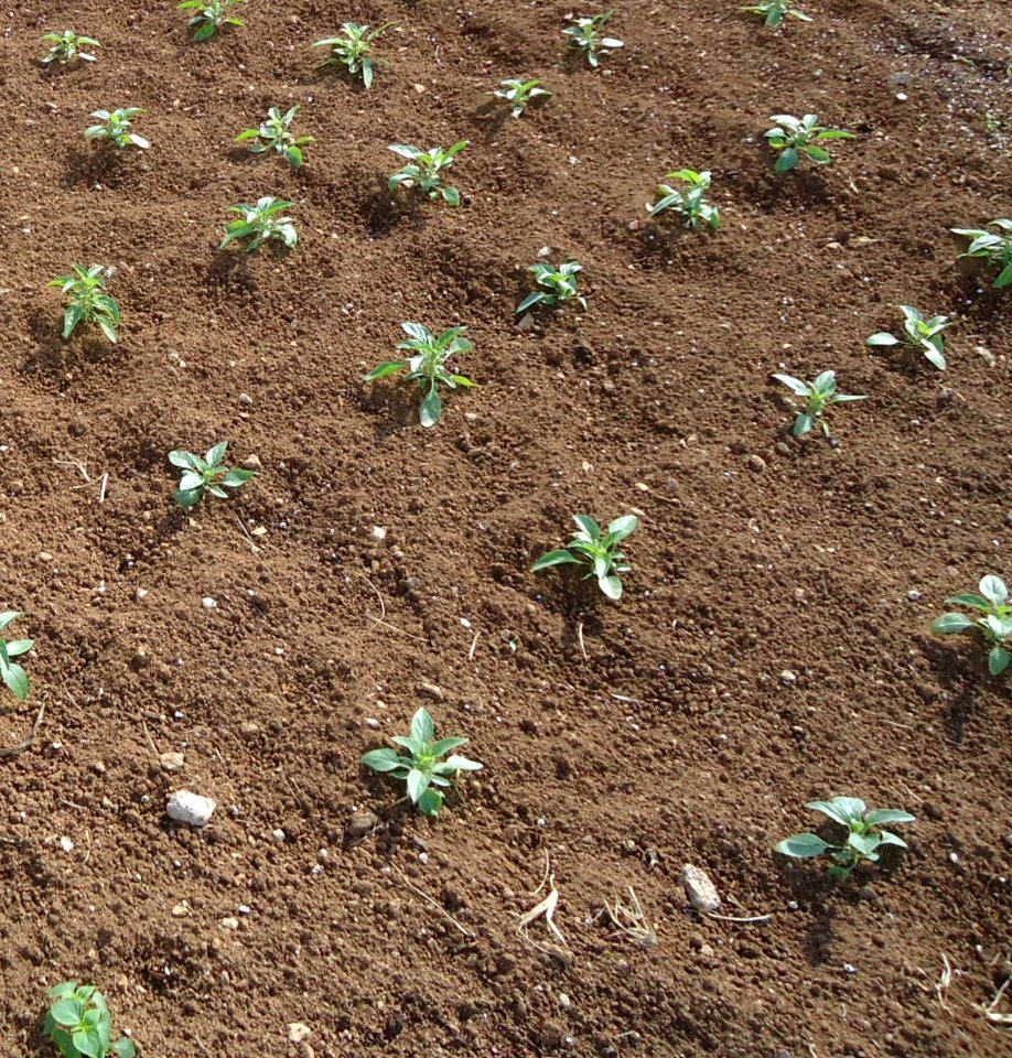 Bermuda (UK) image number 265 agriculture plants growing