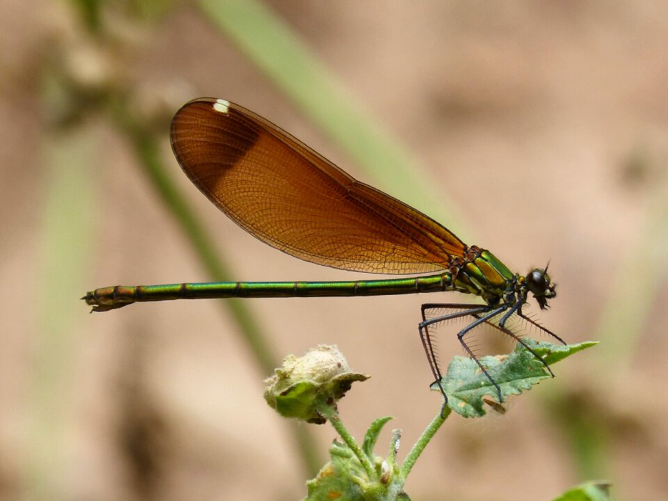 Wings detail black dragonfly