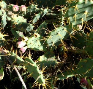 Bermuda (UK) image number 118 prickly pears are very sharp do not touch photo