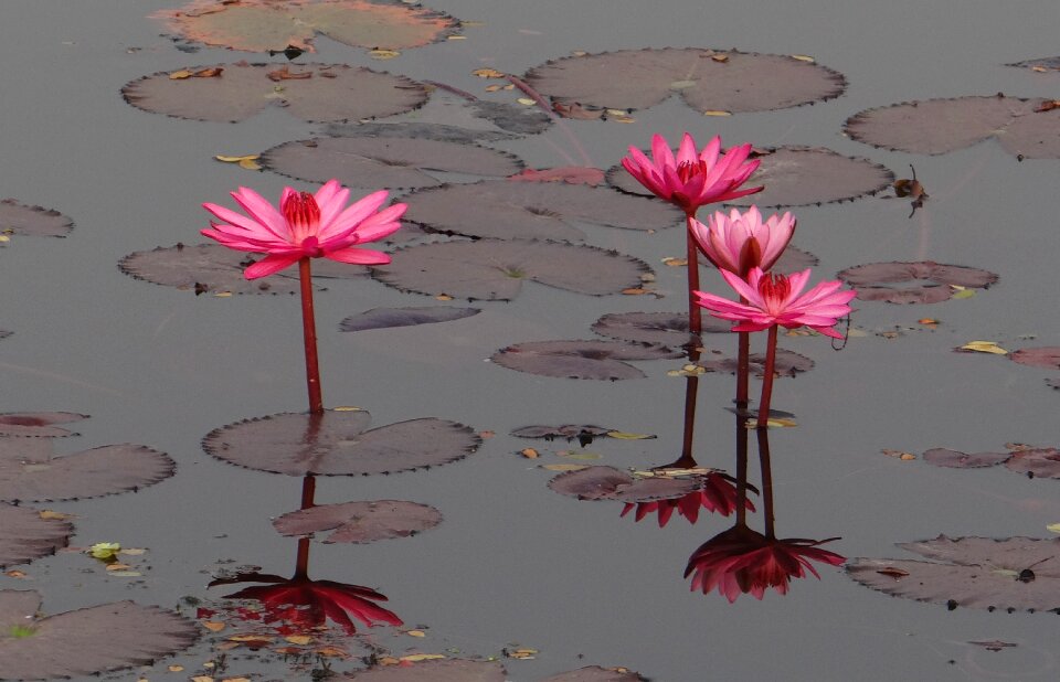 Red water lily lal shapla lal kamal