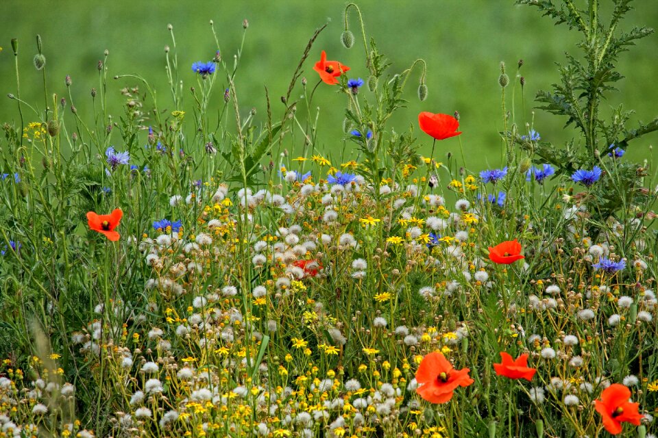 Flower meadow beautiful spring