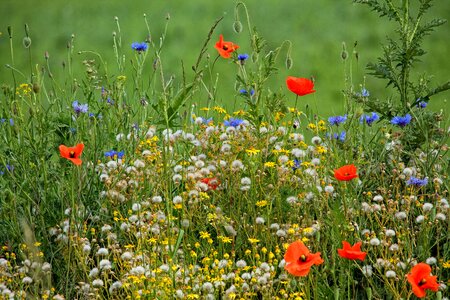 Flower meadow beautiful spring