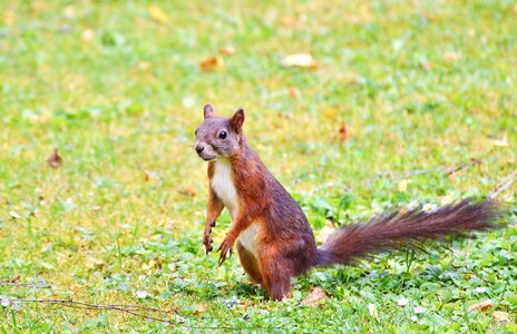 Cute nature cheeky