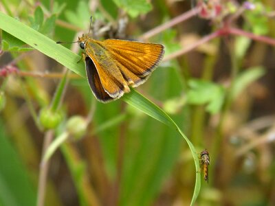 Butterfly episyrphus balteatus hoverfly photo