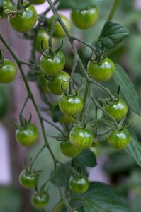 Immature immaturity fruit fruits