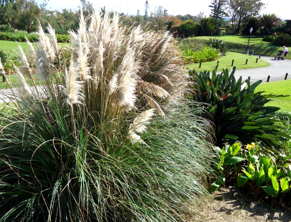 Bermuda (UK) image number 252 plant