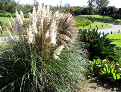 Bermuda (UK) image number 252 plant