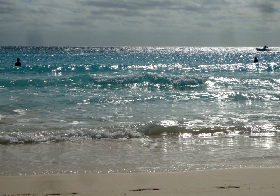 Bermuda (UK) image number 228 fish predation beneath surface at Horseshoe Bay beach