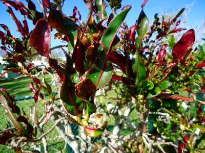 Bermuda (UK) image number 248 plant with flowers photo