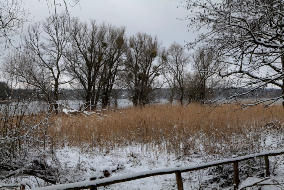 Bank of Wannsee at Düppeler Forst with snow 2021-01-30 06