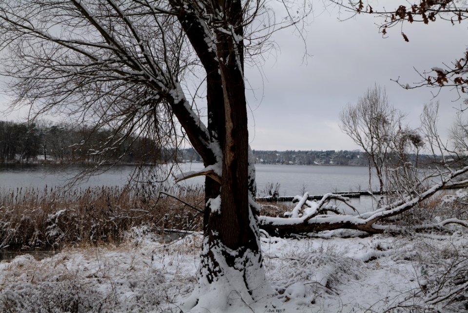 Bank of Wannsee at Düppeler Forst with snow 2021-01-30 03