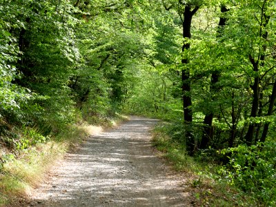 Bank of Rurtalsperre from Eschauel to dam 10
