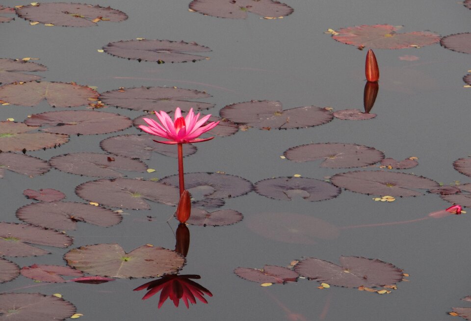 Red water lily lal shapla lal kamal