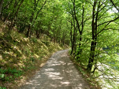 Bank of Rurtalsperre from Eschauel to dam 11