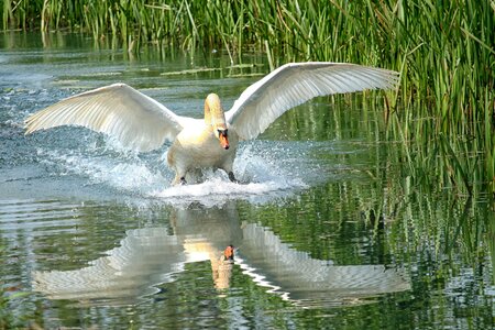 Waters water reflection wing photo