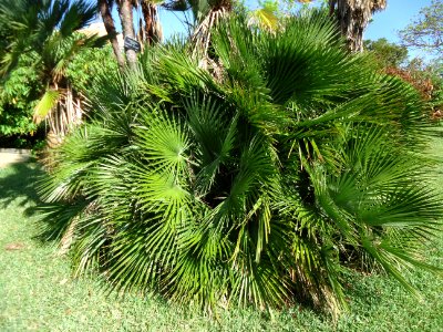 Bermuda (UK) image number 246 foliage