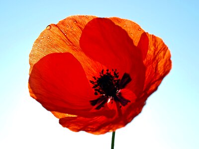 Raindrop poppy flower macro