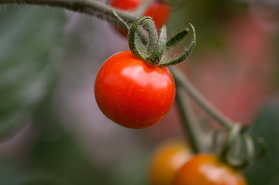 Reifeporzess food vegetables