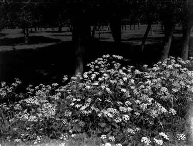 Berm met pijpekruid, Bestanddeelnr 189-0469