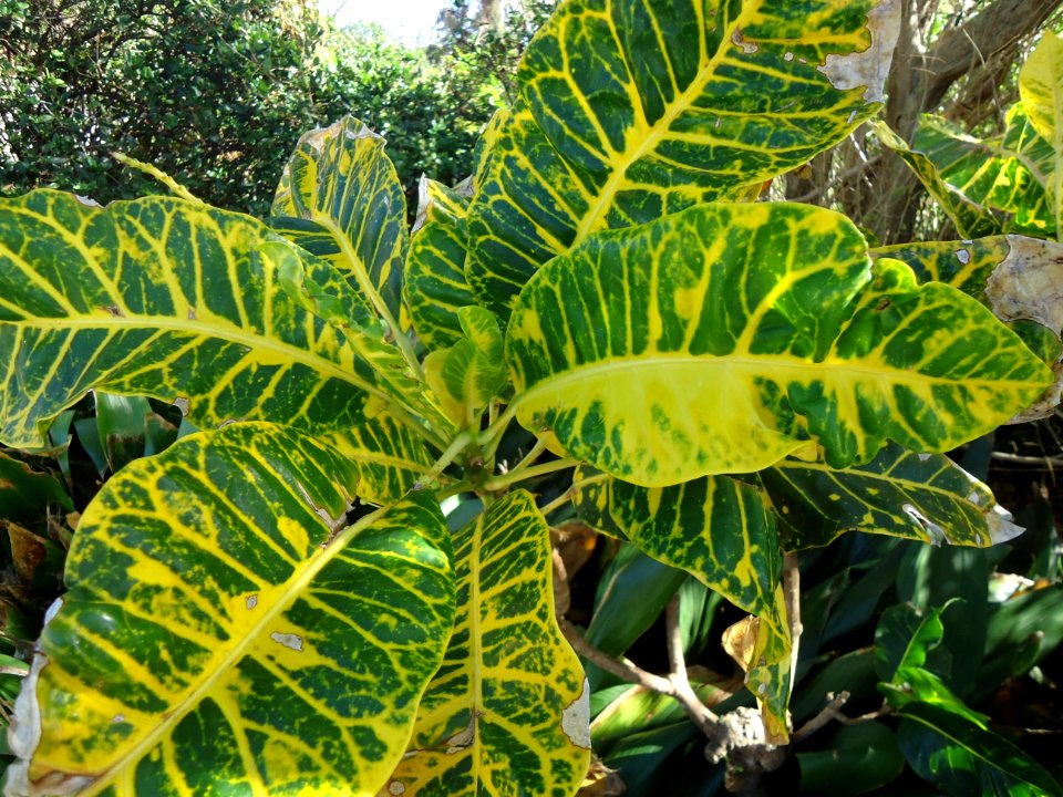 Bermuda (UK) image number 249 big-leafed plant
