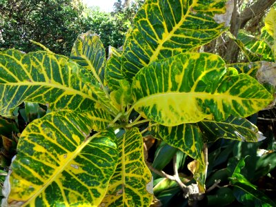 Bermuda (UK) image number 249 big-leafed plant photo