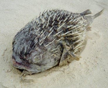 Bermuda (UK) image number 116 dead spiny fish at Clearwater beach photo