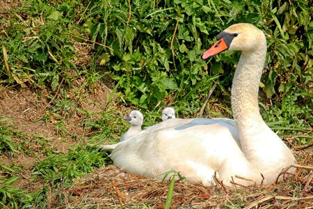 Waterfowl nest bernhard klepel
