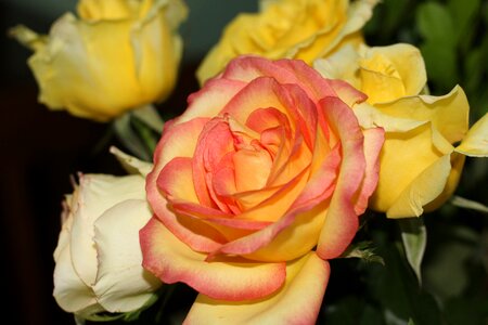 Flowers flower yellow flower