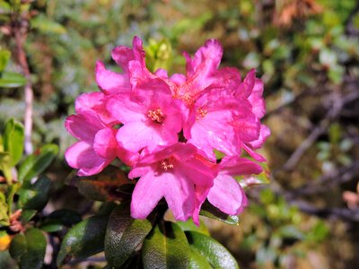 Macro flower close up photo