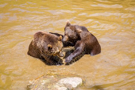 Bavarian forest predator wildlife park